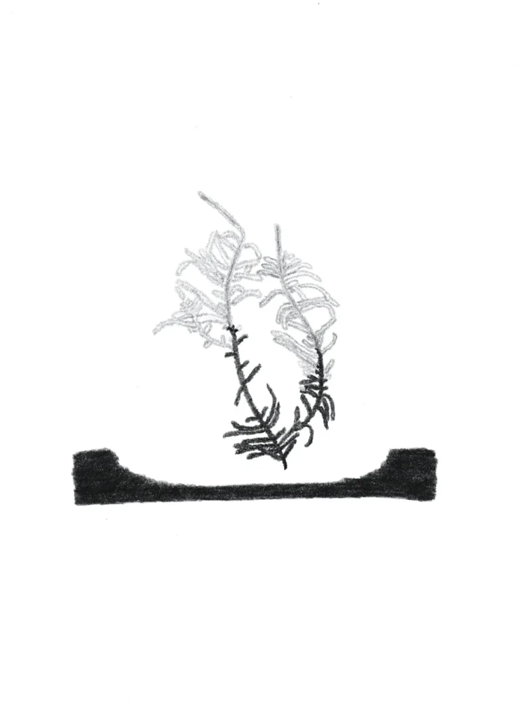 Grünstängelmoos 2024