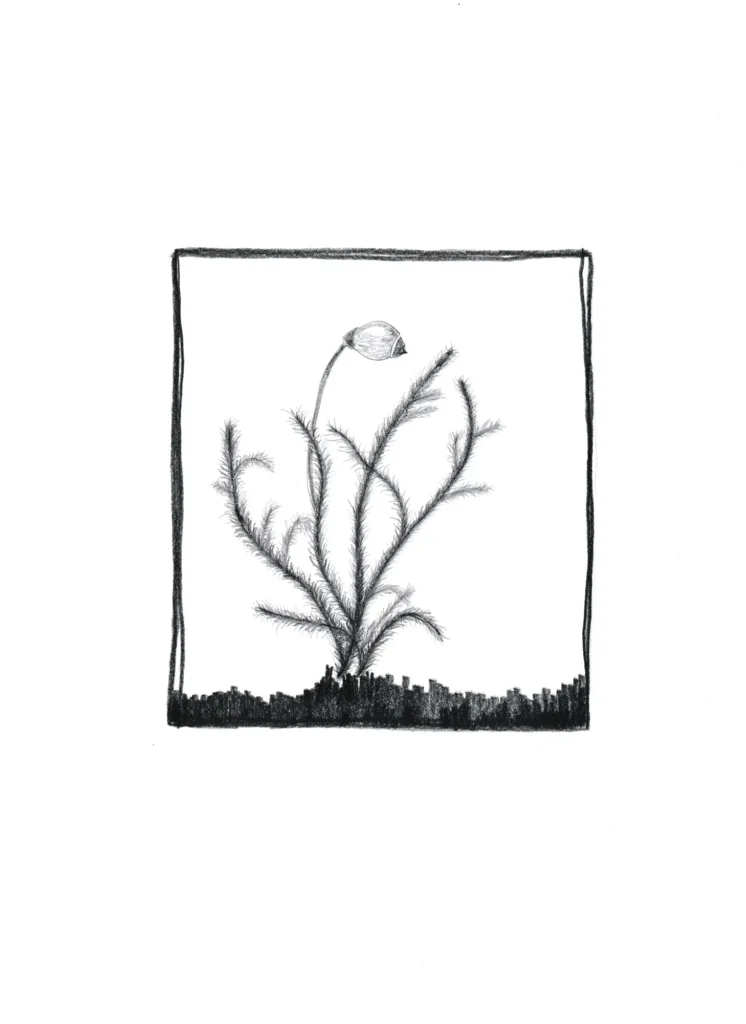 Riemenstengel-Kranzmoos 2024