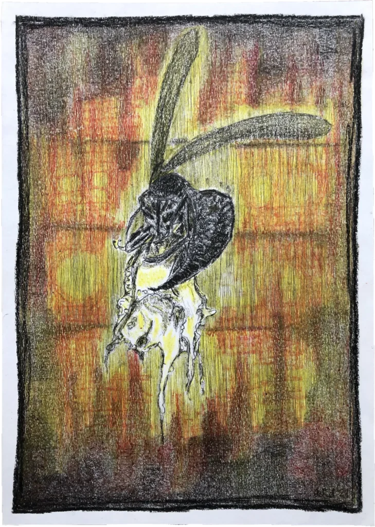 hornet vs. butterfly 2024